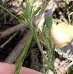 Vittadinia cuneata var. cuneata at Wee Jasper, NSW - 7 Nov 2021