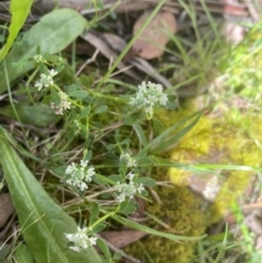 Poranthera microphylla (Small Poranthera) at Wee Jasper, NSW - 7 Nov 2021 by Jubeyjubes