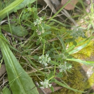 Poranthera microphylla at Wee Jasper, NSW - 7 Nov 2021