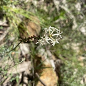 Stackhousia monogyna at Wee Jasper, NSW - 7 Nov 2021 01:12 PM