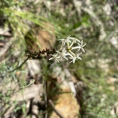 Stackhousia monogyna (Creamy Candles) at Wee Jasper State Forest - 7 Nov 2021 by Jubeyjubes