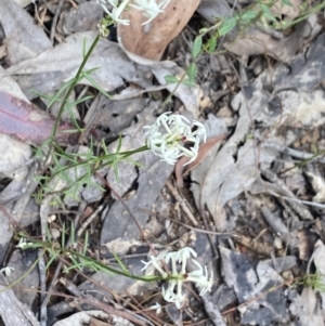 Stackhousia monogyna at Wee Jasper, NSW - 7 Nov 2021 01:12 PM