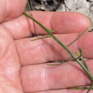 Stackhousia monogyna at Wee Jasper, NSW - 7 Nov 2021 01:12 PM