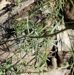 Stackhousia monogyna at Wee Jasper, NSW - 7 Nov 2021 01:12 PM