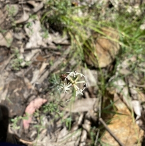 Stackhousia monogyna at Wee Jasper, NSW - 7 Nov 2021