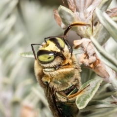 Xylocopa (Lestis) aeratus (Metallic Green Carpenter Bee) at Acton, ACT - 10 Nov 2021 by Roger