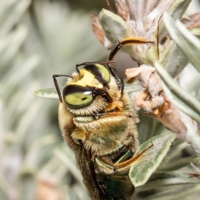 Xylocopa (Lestis) aerata (Golden-Green Carpenter Bee) at Acton, ACT - 10 Nov 2021 by Roger