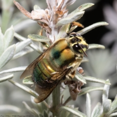 Xylocopa (Lestis) aeratus at Acton, ACT - 11 Nov 2021