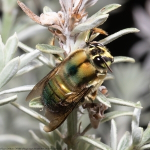 Xylocopa (Lestis) aeratus at Acton, ACT - 11 Nov 2021