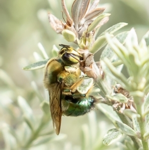 Xylocopa (Lestis) aerata at Acton, ACT - 11 Nov 2021