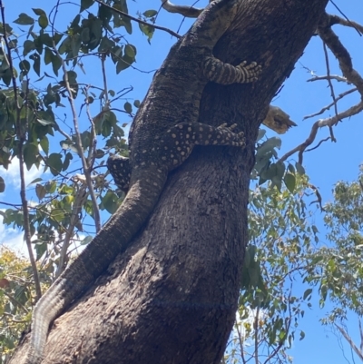 Varanus varius (Lace Monitor) at Wee Jasper, NSW - 7 Nov 2021 by Jubeyjubes