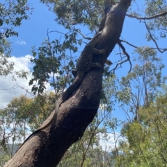 Varanus varius at Wee Jasper, NSW - 7 Nov 2021