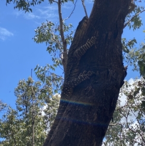 Varanus varius at Wee Jasper, NSW - 7 Nov 2021
