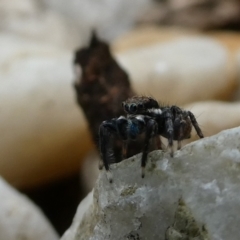 Jotus auripes (Jumping spider) at Googong, NSW - 10 Nov 2021 by Wandiyali