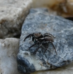 Jotus auripes at Googong, NSW - 10 Nov 2021 04:53 PM