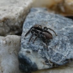 Jotus auripes at Googong, NSW - 10 Nov 2021