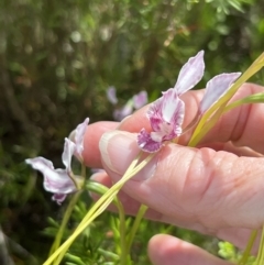 Diuris dendrobioides (Late Mauve Doubletail) at Coree, ACT - 10 Nov 2021 by Wendyp5