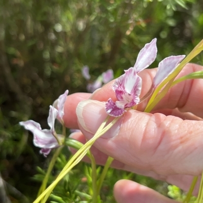Diuris dendrobioides (Late Mauve Doubletail) by Wendyp5