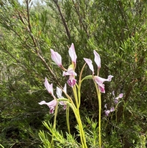 Diuris dendrobioides at suppressed - 11 Nov 2021