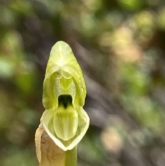 Hymenochilus bicolor (ACT) = Pterostylis bicolor (NSW) (Black-tip Greenhood) at Kambah, ACT - 11 Nov 2021 by AJB