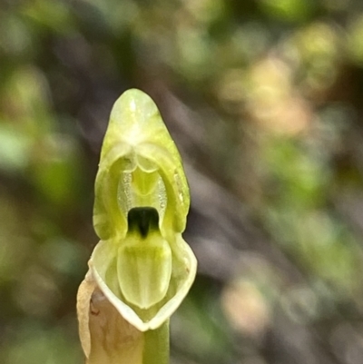 Hymenochilus bicolor (Black-tip Greenhood) at Kambah, ACT - 11 Nov 2021 by AJB