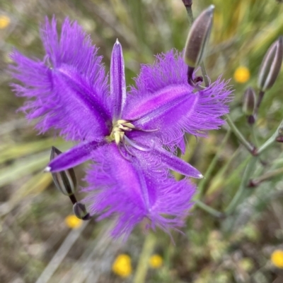 Thysanotus tuberosus (Common Fringe-lily) at Mount Taylor - 11 Nov 2021 by AJB