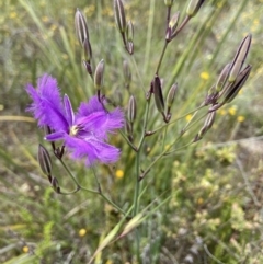 Thysanotus tuberosus at Kambah, ACT - suppressed