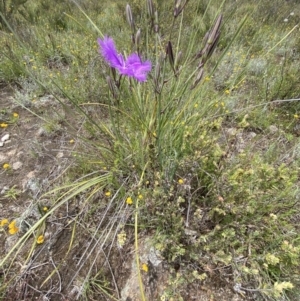 Thysanotus tuberosus at Kambah, ACT - suppressed