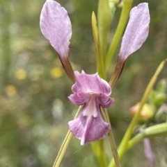 Diuris dendrobioides (Late Mauve Doubletail) at Kambah, ACT - 11 Nov 2021 by AJB