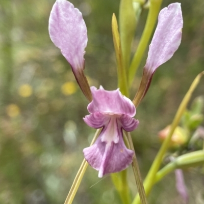 Diuris dendrobioides (Late Mauve Doubletail) at Mount Taylor - 11 Nov 2021 by AJB