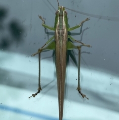 Conocephalus upoluensis (Meadow Katydid) at Canberra, ACT - 11 Nov 2021 by SteveBorkowskis