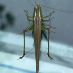 Conocephalus upoluensis (Meadow Katydid) at Canberra, ACT - 11 Nov 2021 by Steve_Bok