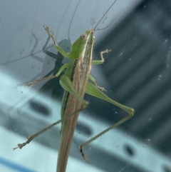 Conocephalus upoluensis at Canberra, ACT - 11 Nov 2021 03:57 PM