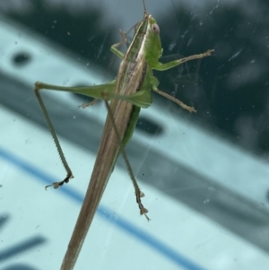 Conocephalus upoluensis at Canberra, ACT - 11 Nov 2021 03:57 PM