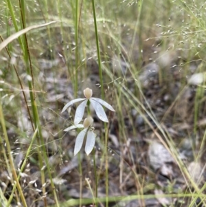 Caladenia cucullata at Sutton, NSW - 11 Nov 2021