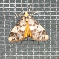 Anestia (genus) (A tiger moth) at Jerrabomberra, NSW - 11 Nov 2021 by Steve_Bok