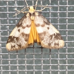 Anestia (genus) at Jerrabomberra, NSW - suppressed