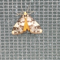 Anestia (genus) at Jerrabomberra, NSW - 11 Nov 2021