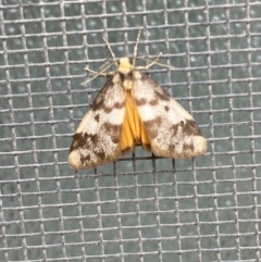 Anestia (genus) at Jerrabomberra, NSW - 11 Nov 2021