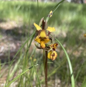 Diuris pardina at Sutton, NSW - 11 Oct 2021