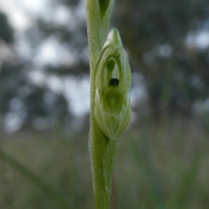 Hymenochilus bicolor (ACT) = Pterostylis bicolor (NSW) at Googong, NSW - 7 Nov 2021