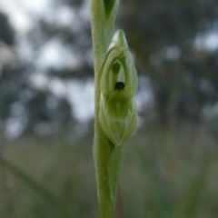 Hymenochilus bicolor (Black-tip greenhood) at Wandiyali-Environa Conservation Area - 7 Nov 2021 by Wandiyali