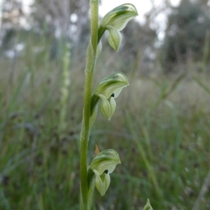 Hymenochilus bicolor (ACT) = Pterostylis bicolor (NSW) at Googong, NSW - 7 Nov 2021