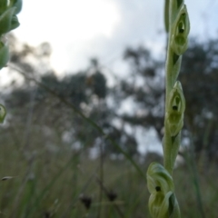 Hymenochilus bicolor (ACT) = Pterostylis bicolor (NSW) at Googong, NSW - 7 Nov 2021