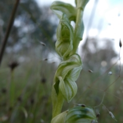 Hymenochilus bicolor (ACT) = Pterostylis bicolor (NSW) at Googong, NSW - 7 Nov 2021