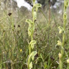 Hymenochilus bicolor (ACT) = Pterostylis bicolor (NSW) at Googong, NSW - 7 Nov 2021