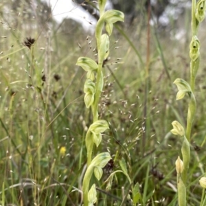 Hymenochilus bicolor (ACT) = Pterostylis bicolor (NSW) at Googong, NSW - 7 Nov 2021