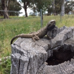 Pogona barbata (Eastern Bearded Dragon) at Red Hill Nature Reserve - 11 Nov 2021 by KL