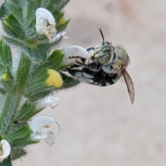 Amegilla (Zonamegilla) cingulata (Blue-banded Bee) at Albury - 11 Nov 2021 by ChrisAllen