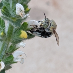 Amegilla (Zonamegilla) cingulata at Thurgoona, NSW - 11 Nov 2021